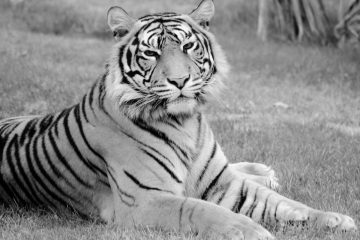 September 27th: The Last Bali Tiger Was Shot