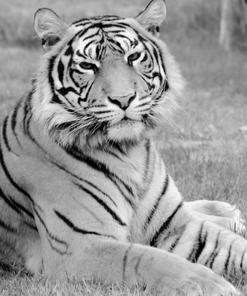 September 27th: The Last Bali Tiger Was Shot